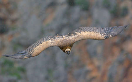 Griffon Vulture (Gyps fulvus), Creteの写真素材