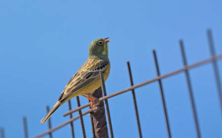Ortolan Bunting (Emberiza hortulana), Creteの写真素材