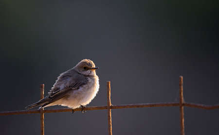 Spotted flycatcher (Muscicapa striata), Crete, Greece