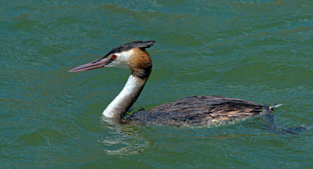 Great Crested Grebe - Podiceps cristatus, Pamvotis Lake, Ioannina, NW Greece