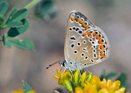 Common Blue - Polyommatus icarus, Greeceの写真素材