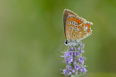 Brown Argus (Aricia agestis), Greeceの写真素材