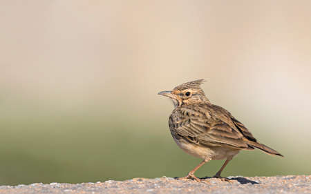 Crested Lark - Galerida cristata, Creteの写真素材