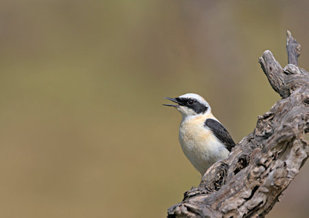 Black-eared Wheatear (Oenanthe melanoleuca), Creteの写真素材