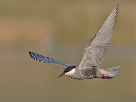 Whiskered tern - Chlidonias hybridus, Creteの写真素材