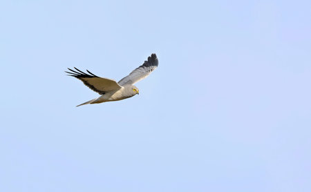 Hen Harrier (Circus cyaneus), Creteの写真素材