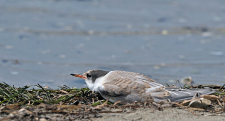 Juvenile Common Tern (Sterna hirundo), Greeceの写真素材