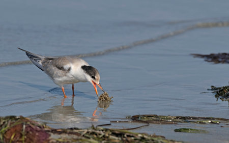 Juvenile Common Tern (Sterna hirundo), Greeceの写真素材