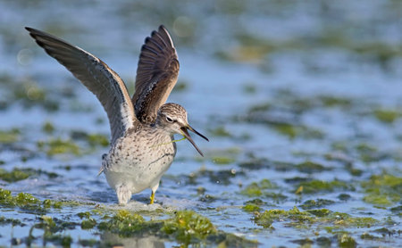Black-winged Stilt (Himantopus himantopus), Greeceの写真素材