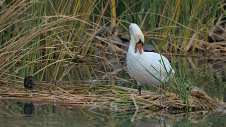 Mute Swan - Cygnus olor, Creteの写真素材