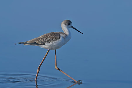 Juvenile Black-winged Stilt (Himantopus himantopus) , Greeceの写真素材