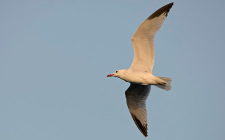 Audouin's Gull (Larus audouinii), Greeceの写真素材