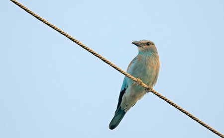 European roller (Coracias garrulus), Greeceの写真素材