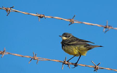 Yellow Wagtail - Motacilla flava, Greeceの写真素材