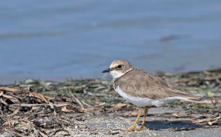 Little Ringed Plover - Charadrius dubius, Greece