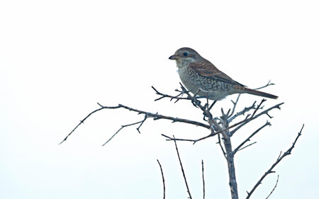 Red-backed shrike - Lanius collurio, Greeceの写真素材