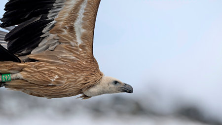 Griffon Vulture (Gyps fulvus), Crete