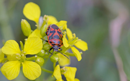 Eurydema ornata is a species of the Pentatomidae family, Crete