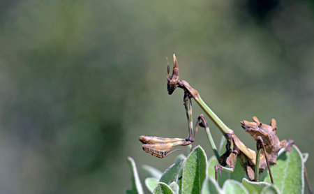 Fasciated Conehead Mantid (Empusa fasciata) is a species of praying mantis in the genus Empusa in the order Mantodea, Greeceの写真素材