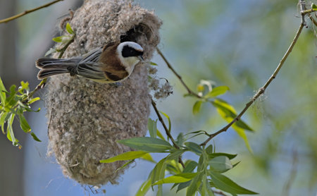 Eurasian penduline tit or European penduline tit (Remiz pendulinus), Greeceの写真素材