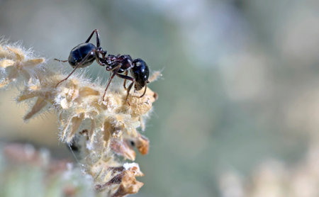 ant on plant macro close up black ant on plant macro close up
