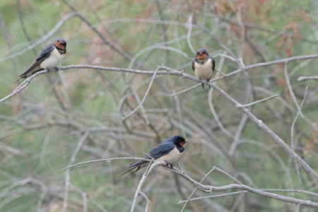 Barn swallow - Hirundo rustica, Creteの写真素材