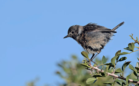 Common Stonechat - Saxicola rubicola, Creteの写真素材