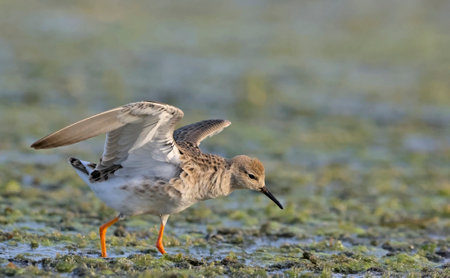 Ruff (Philomachus pugnax), Crete, Greece