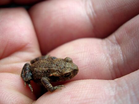 holding little and cute frog