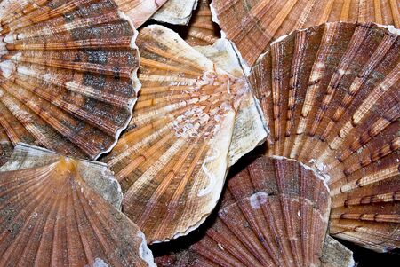 Closeup of a  seashells (sea shells), scallop 