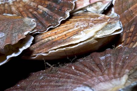 Closeup of a  seashells (sea shells), scallop 