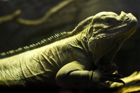 Close-Up and Portrait Shot of  Iguana.Shallow DOF