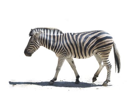 Zebra (Equus quagga). Isolated of profile zebra walking in the white backgroundの写真素材