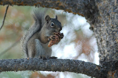 Squirrel Eatingの写真素材
