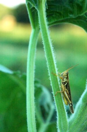 Grasshopperの写真素材