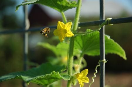 Honey Beeの写真素材