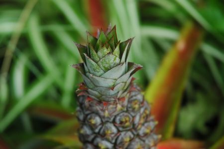 Little Pineappleの写真素材