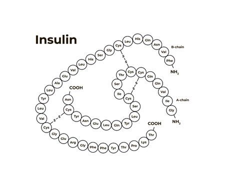 Vector hormones minimalistic banner template. Insulin structure isolated on white background. Associated with diabetes, pancreas. Design for education, presentation, poster.のイラスト素材