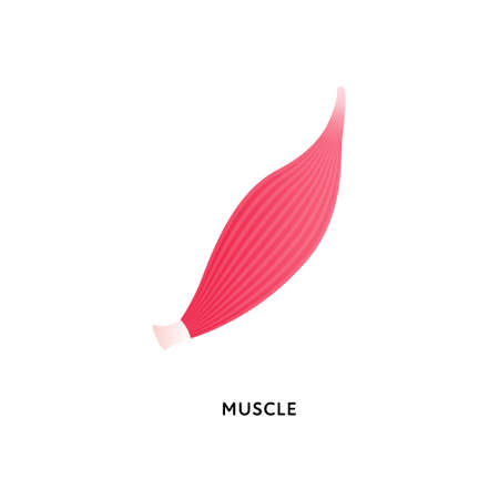 Human organ collection. Vector flat modern icon color illustration. Muscle fiber tissue anatomy isolated on white background. Design element.のイラスト素材