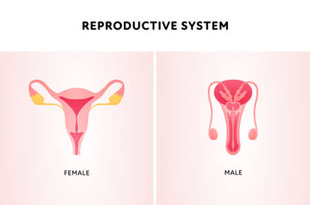 Human organ collection. Vector flat modern icon color illustration set. Female and male reproductive system anatomy for biology.のイラスト素材