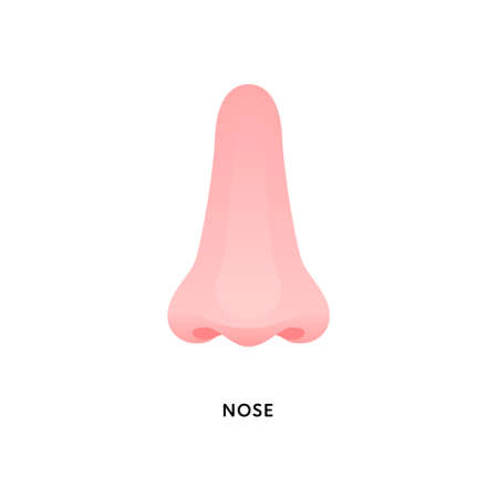 Human organ collection. Vector flat modern anatomical icon color illustration. Nose smell sense symbol. Front view. Health care medical sign.のイラスト素材