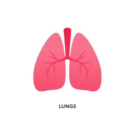 Human organ collection. Vector flat modern anatomical icon color illustration. Red lung isolated on white background. Health care medical sign. Design element for pulmonology, medicine, biology.のイラスト素材