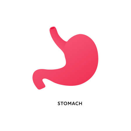 Human organ collection. Vector flat modern anatomical icon color illustration. Red stomach isolated on white background. Health care sign. Design element for gastroenterology, medicine, biology.のイラスト素材