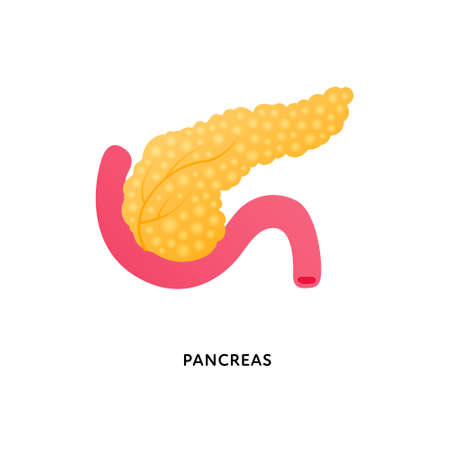 Human organ collection. Vector flat modern anatomical icon color illustration. Red and yellow pancreas isolated on white background. Health care sign. Design element for gastroenterology, biology.のイラスト素材