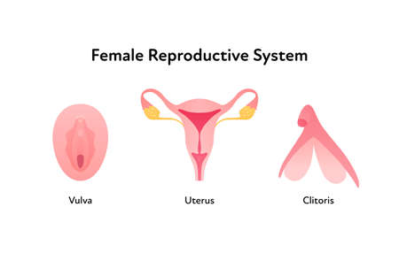 Reproductive system infographic poster. Vector flat medical illustration. Female vulva, clitoris and...
