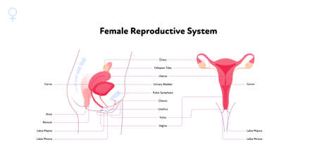 Human reproductive system anatomy inforgaphic chart. Vector flat healthcare illustration. Female uterus with name diagram. Front and side view. Design for biology, health care, gynecologyのイラスト素材