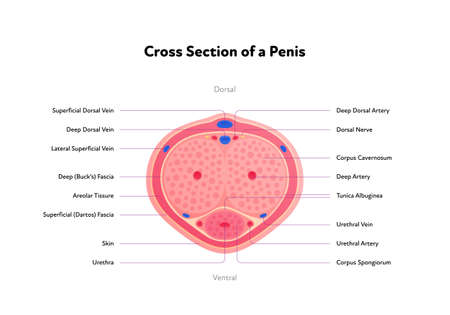 Human reproductive system anatomy inforgaphic chart. Vector flat healthcare illustration. Male penis with text. Cross section. Top view. Design for biology, health care, urologyのイラスト素材