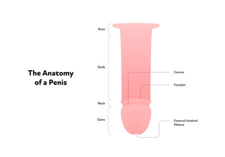 Human reproductive system anatomy inforgaphic chart. Vector flat healthcare illustration. Male penis scheme with text. Design for biology, health care, urologyのイラスト素材