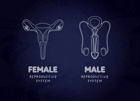 Sex education reproductive system biology class concept. Vector flat illustration. Banner template. Male and female internal organ on blackboard background. Design for education.のイラスト素材