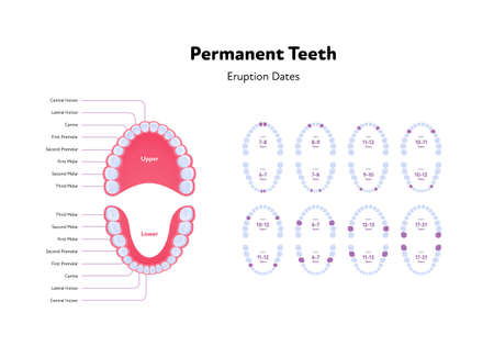 Dental jaw and tooth anatomy chart. Vector biomedical illustration. Permanent teeth scheme with eruption dates and month number isolated on white background. Design for healthcare, dentistryのイラスト素材
